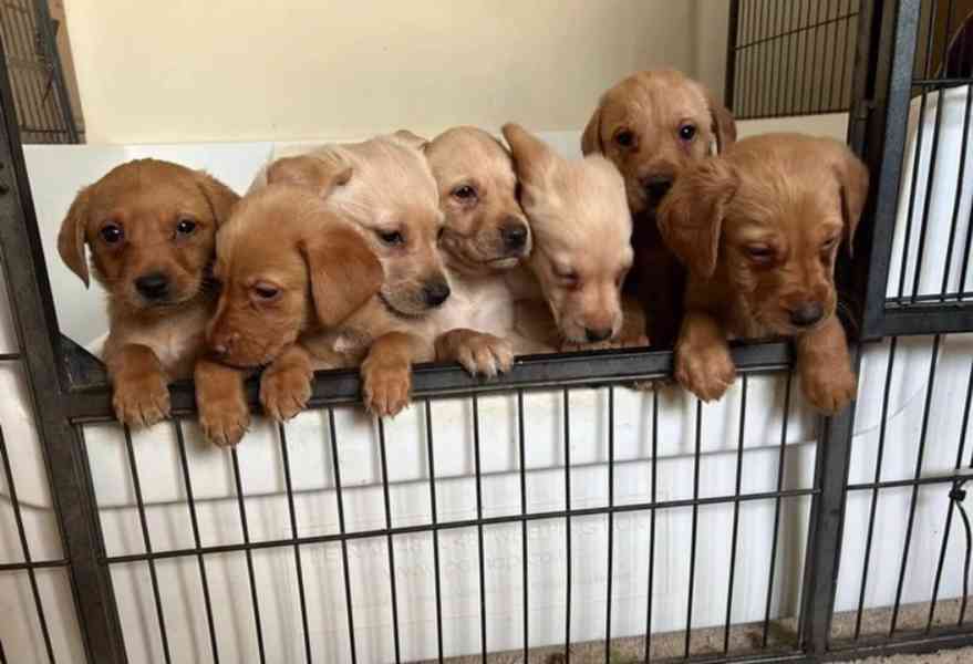 Dvě štěňata labradora k adopci zdarma - foto 5