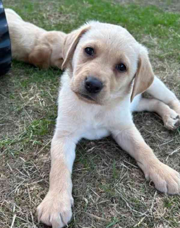 Dvě štěňata labradora k adopci zdarma - foto 6