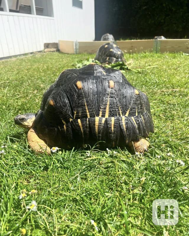 paprsčitá želva - foto 1