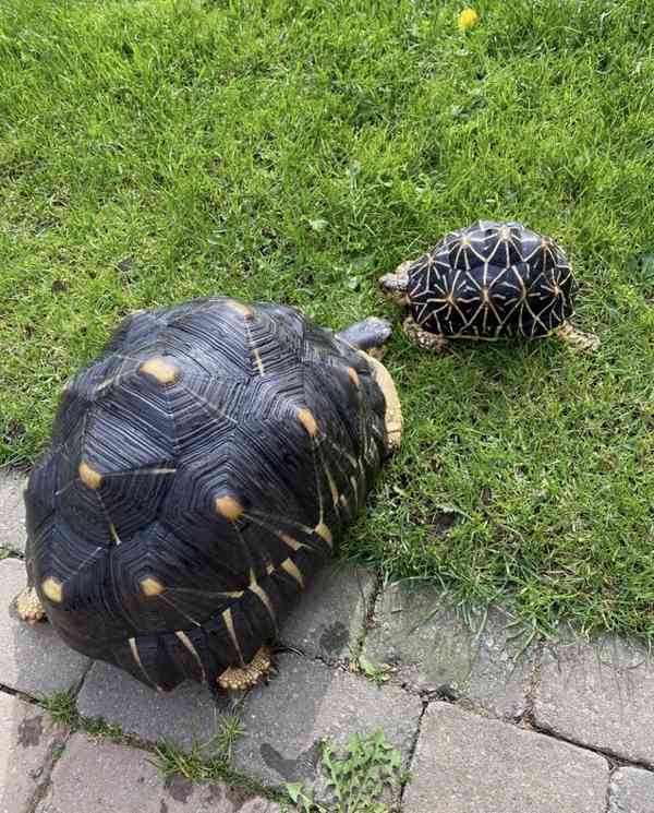 paprsčitá želva - foto 2