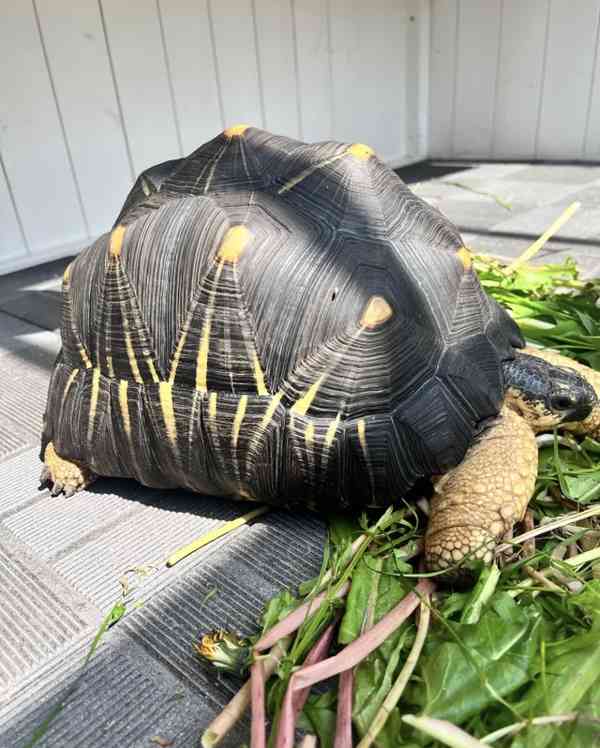 paprsčitá želva - foto 3