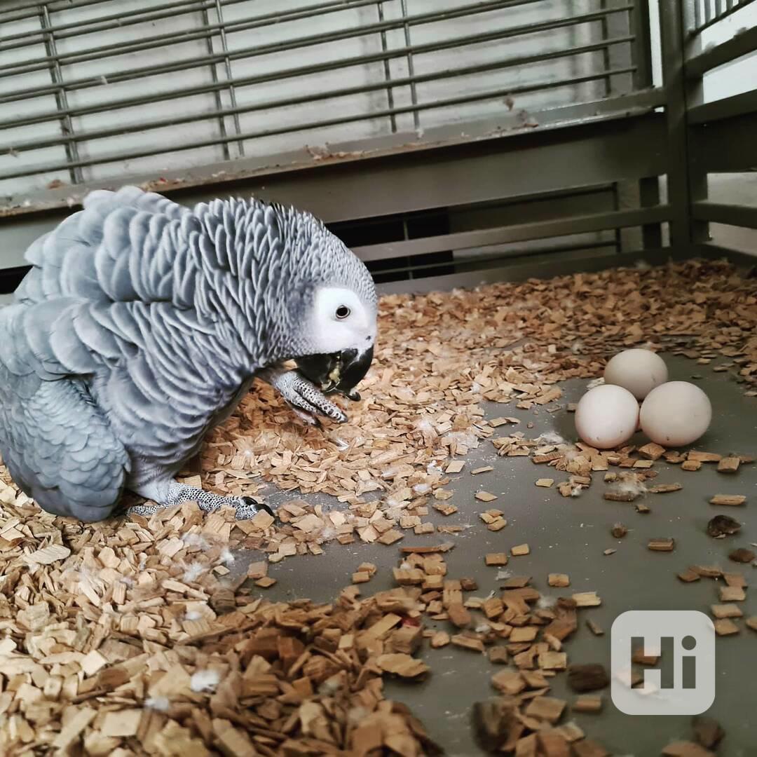 Prodej papoušků a papouščích vajec - foto 1