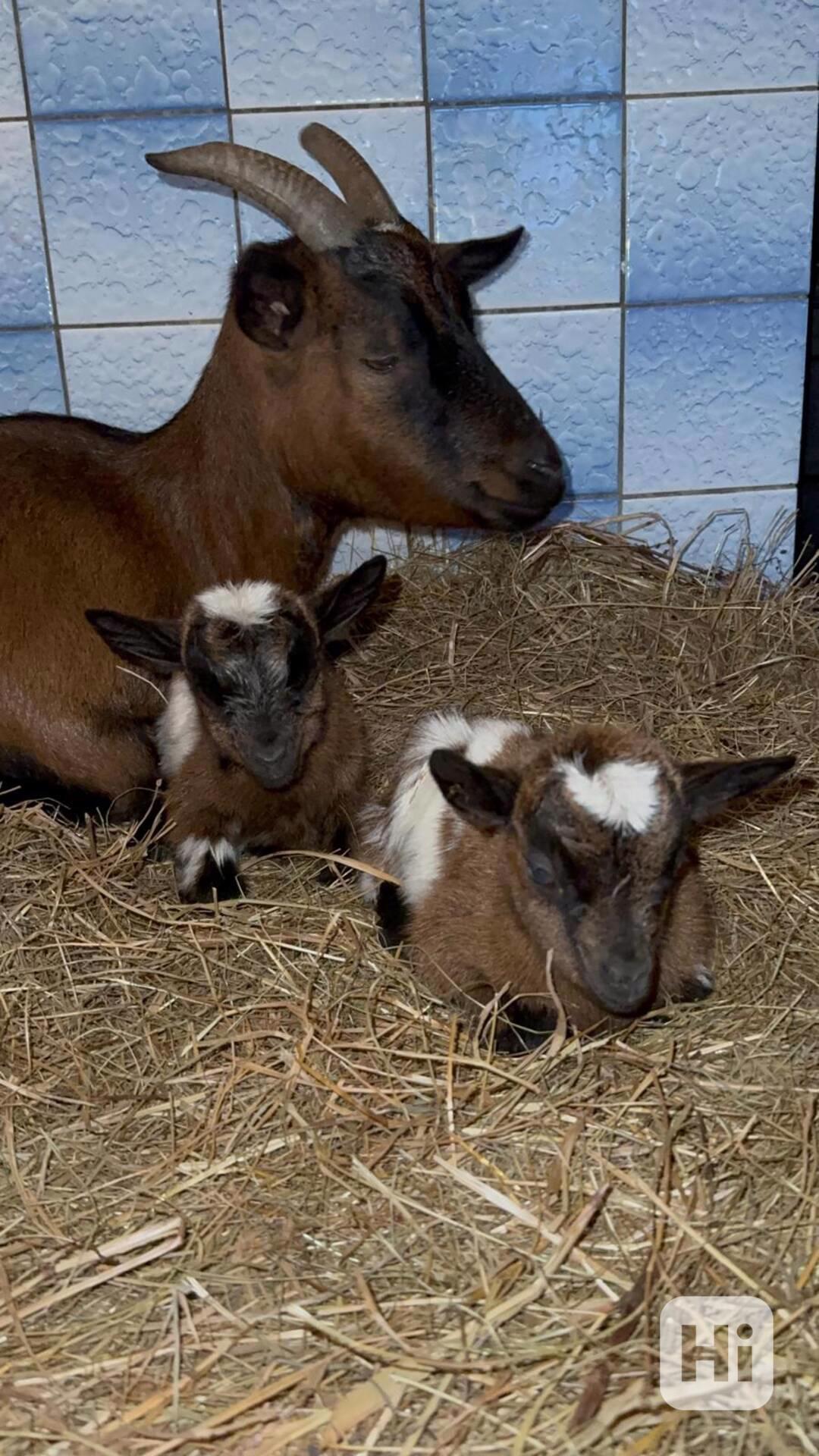 Zakrslá holandská kůzlata - foto 1