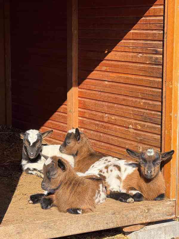 Zakrslá holandská kůzlata - foto 2