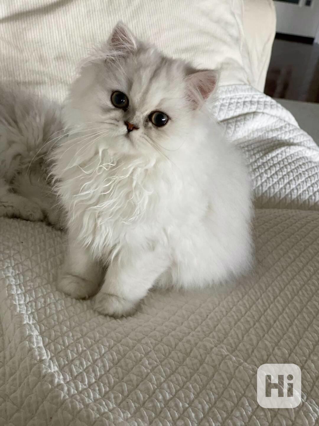  Zdarma perská koťátka k adopci   - foto 1