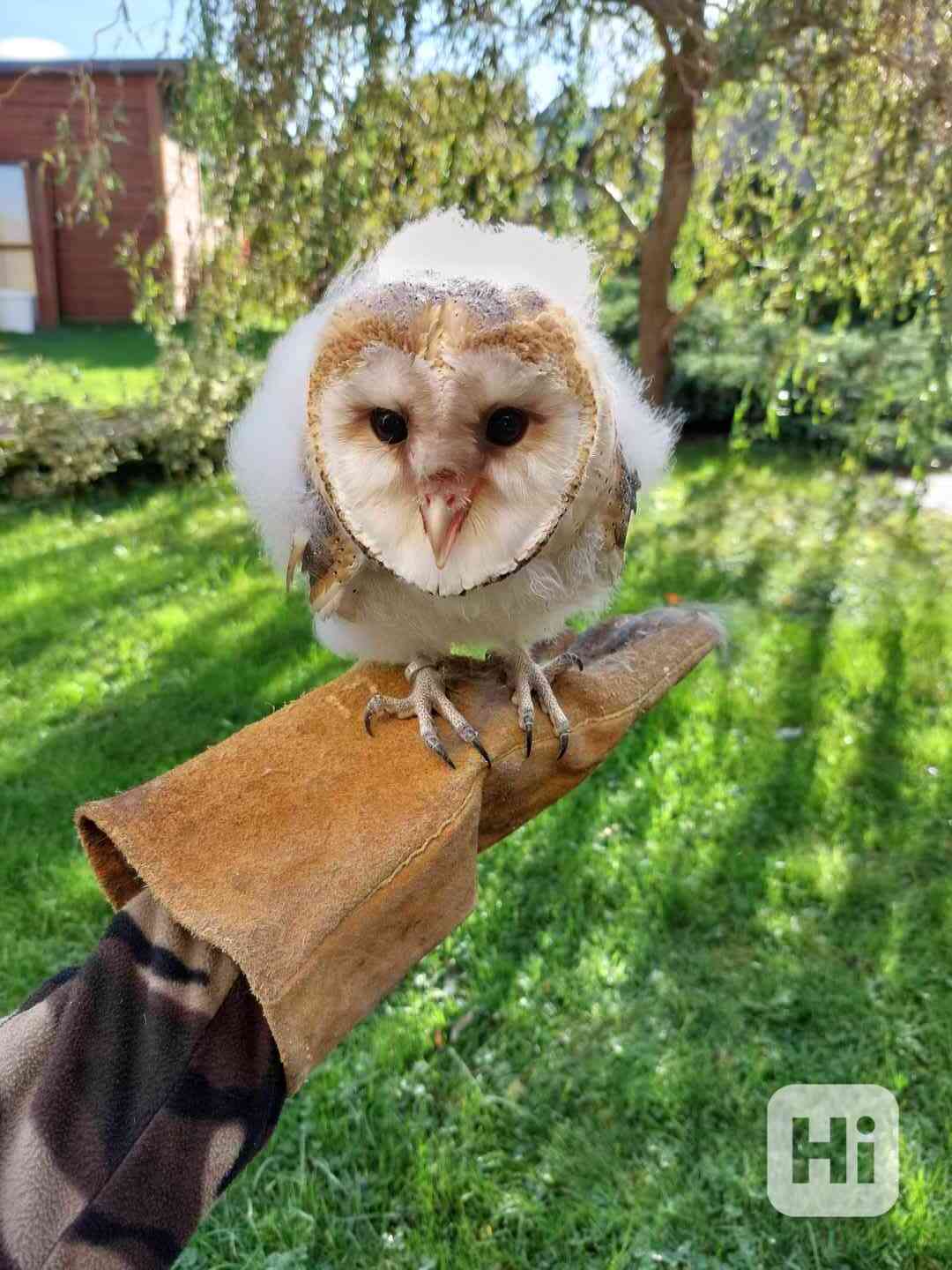 Sova pálená (Tyto alba) - bílá forma, ruční odchov - foto 1