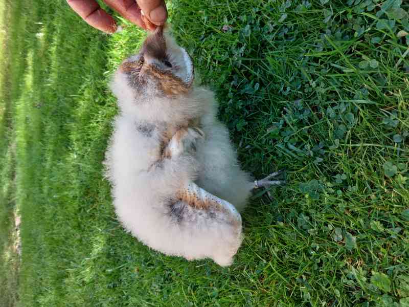 Sova pálená (Tyto alba) - bílá forma, ruční odchov - foto 4