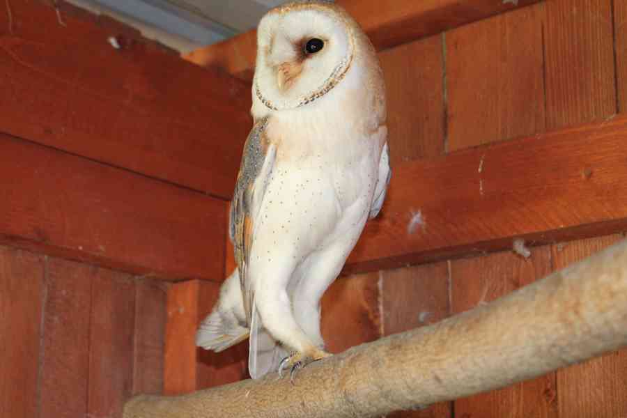 Sova pálená (Tyto alba) - bílá forma, ruční odchov - foto 6