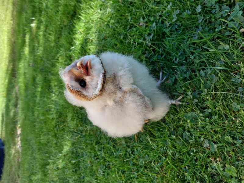 Sova pálená (Tyto alba) - bílá forma, ruční odchov - foto 2