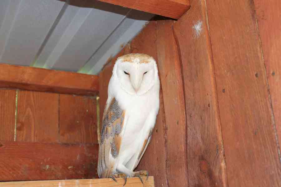 Sova pálená (Tyto alba) - bílá forma, ruční odchov - foto 5