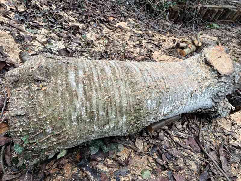 KMEN STROMU  - foto 5