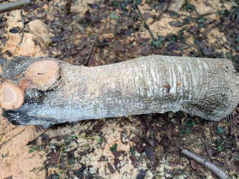 KMEN STROMU  - foto 3