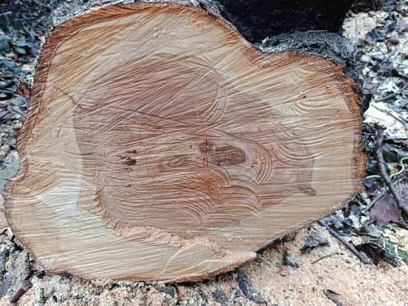 KMEN STROMU  - foto 2