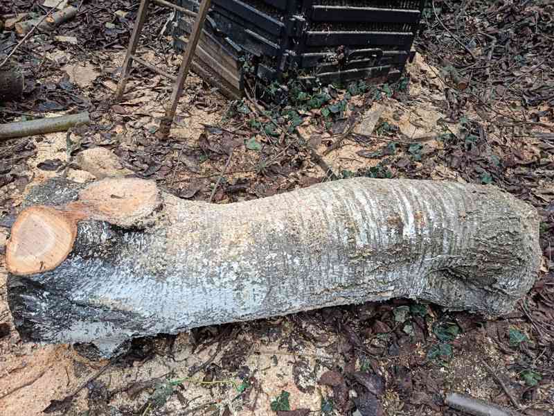 KMEN STROMU  - foto 4