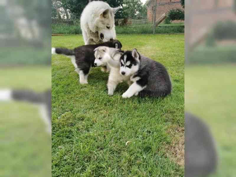 Sibiřský husky štěňata s PP k  prodej - foto 3
