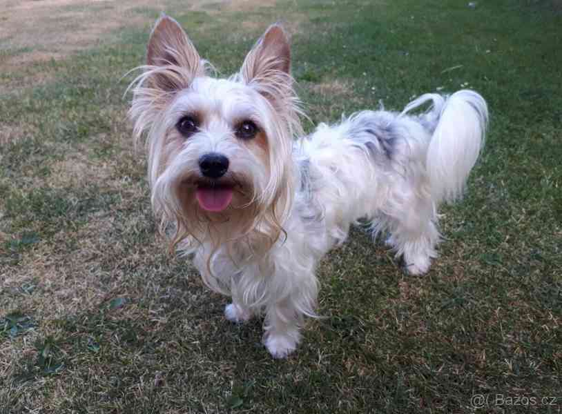 Biewer jorkšírský teriér krytí, připuštění - foto 4