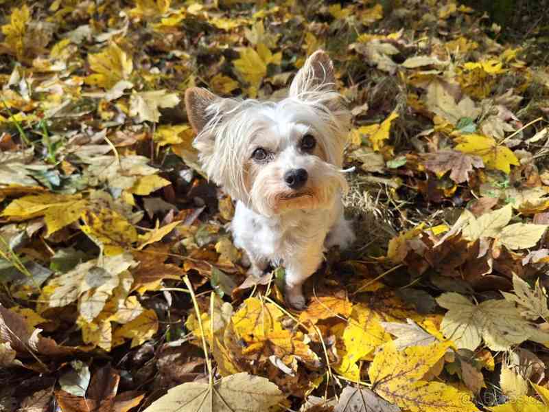 Biewer jorkšírský teriér krytí, připuštění - foto 3
