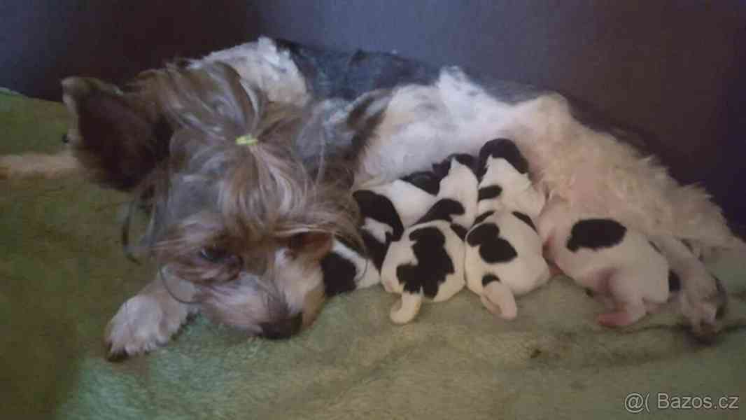 Biewer jorkšírský teriér krytí, připuštění - foto 15