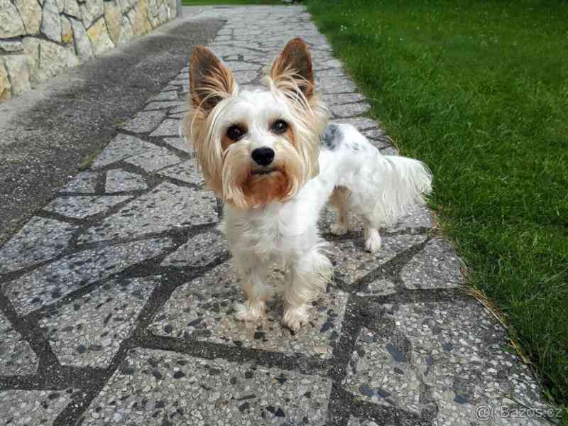 Biewer jorkšírský teriér krytí, připuštění - foto 5