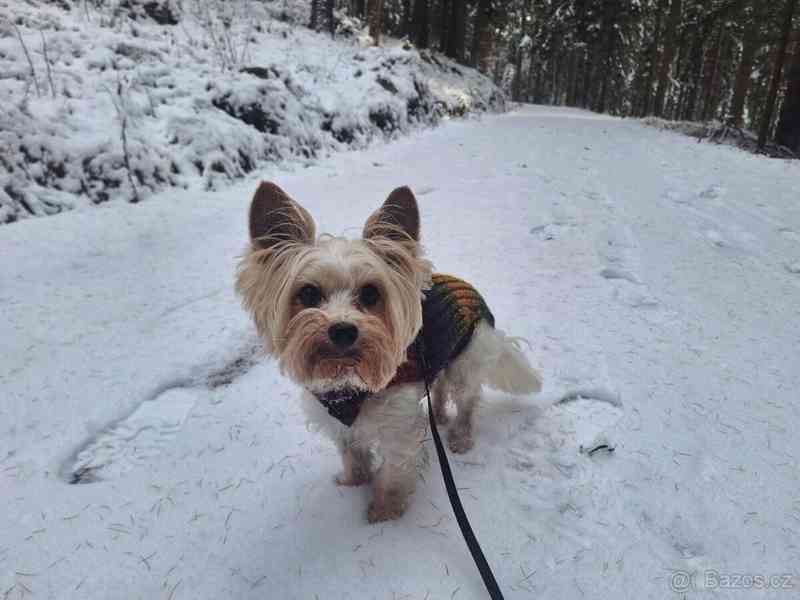 Biewer jorkšírský teriér krytí, připuštění - foto 2