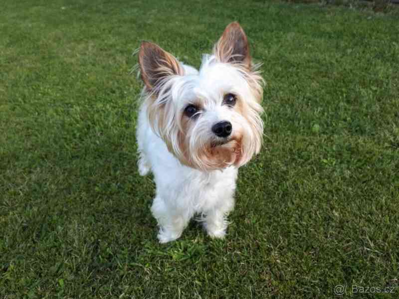 Biewer jorkšírský teriér krytí, připuštění - foto 1