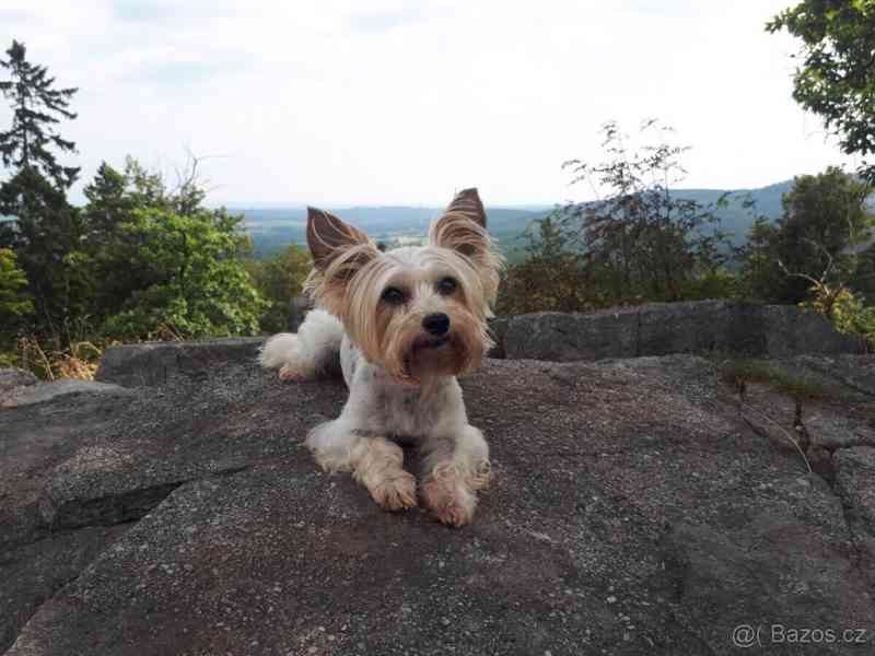 Biewer jorkšírský teriér krytí, připuštění - foto 9