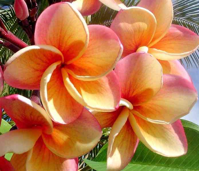 Plumeria Frangipani Imperial Topaz - semena - foto 1