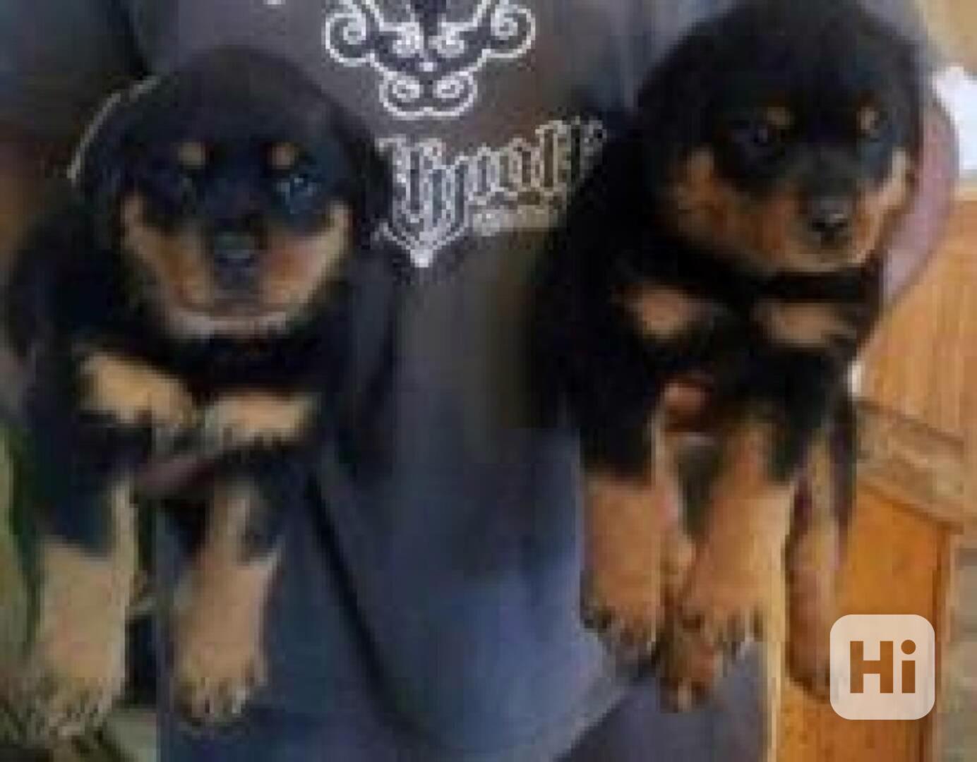 Okouzlující štěňátka rotvajlera a feny pro salehi moje štěňá - foto 1