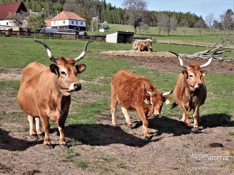 Cachena cattle - foto 1