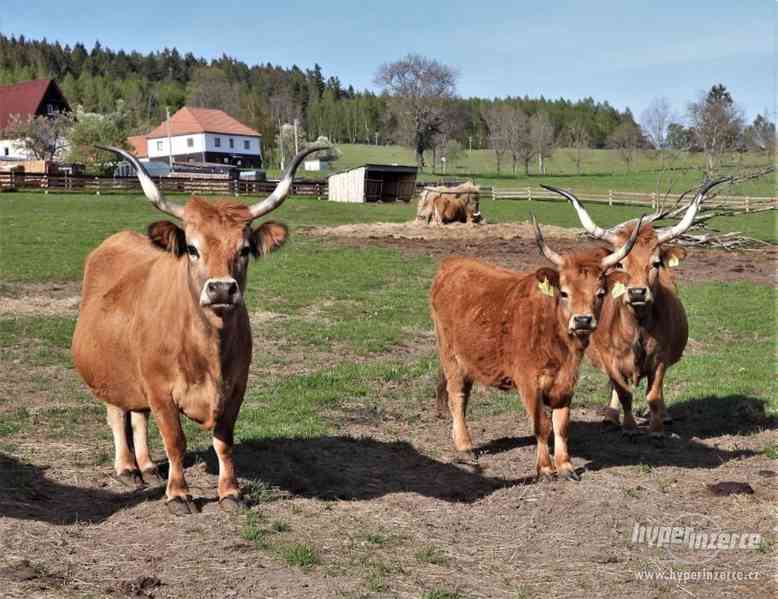 Cachena cattle - foto 2