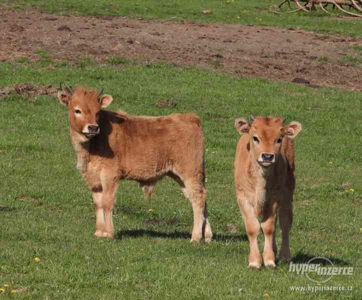 Cachena cattle - foto 3