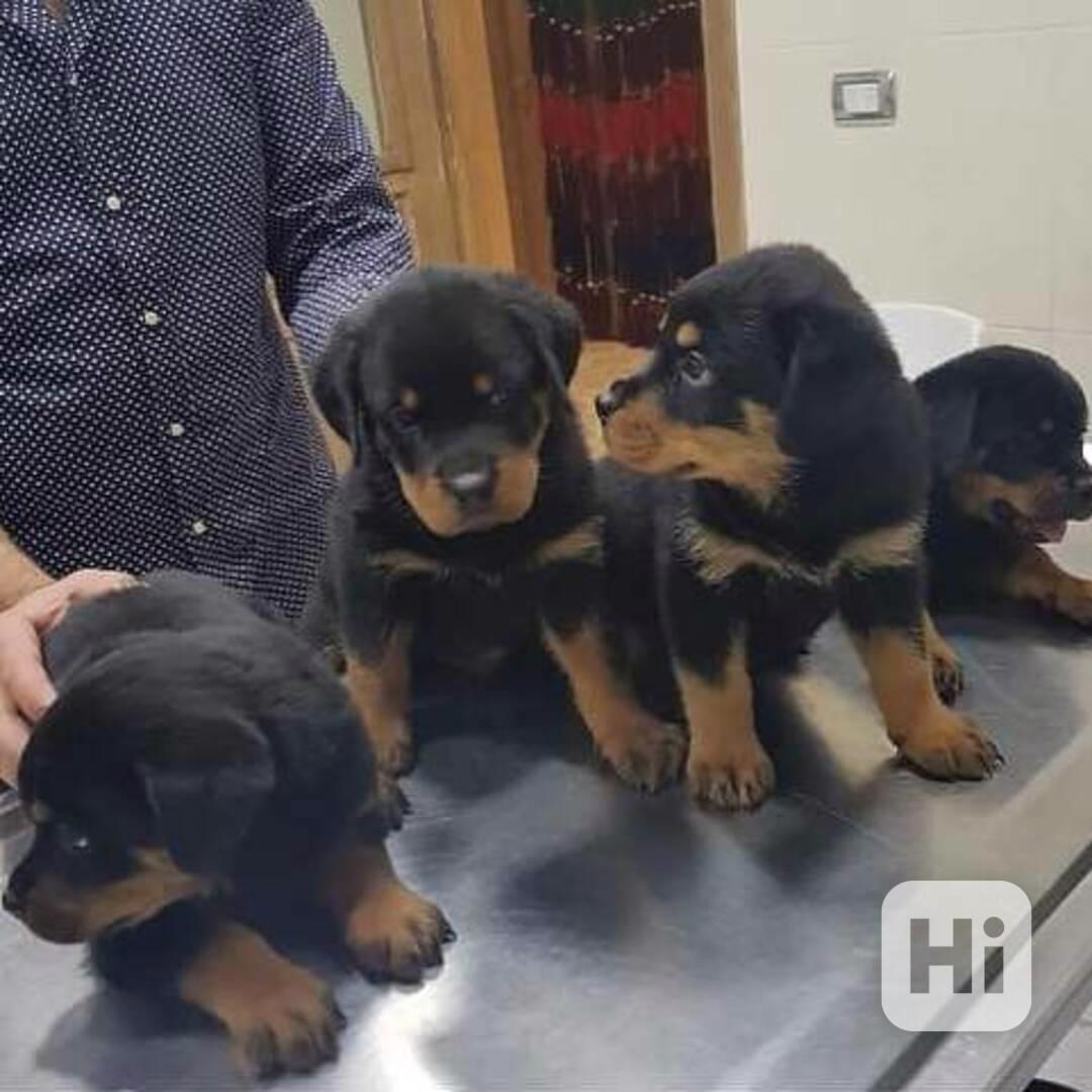 Štěňata Rotvajlera s PP - foto 1