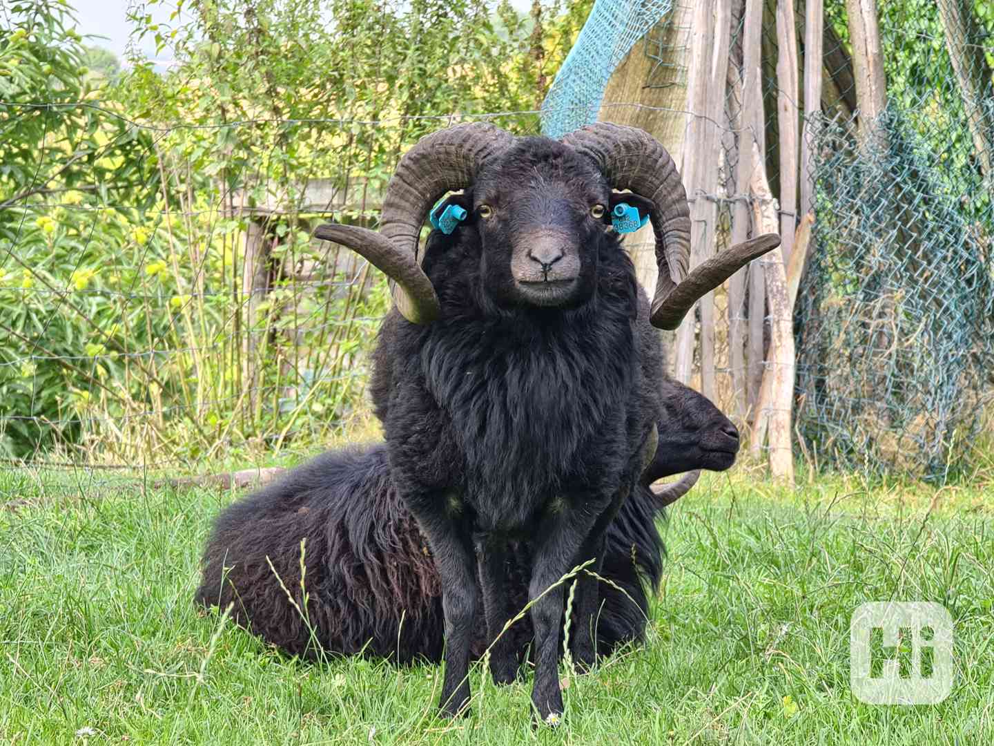 Velký výprodej plemenných ouessantských beránků a bahnic - foto 1