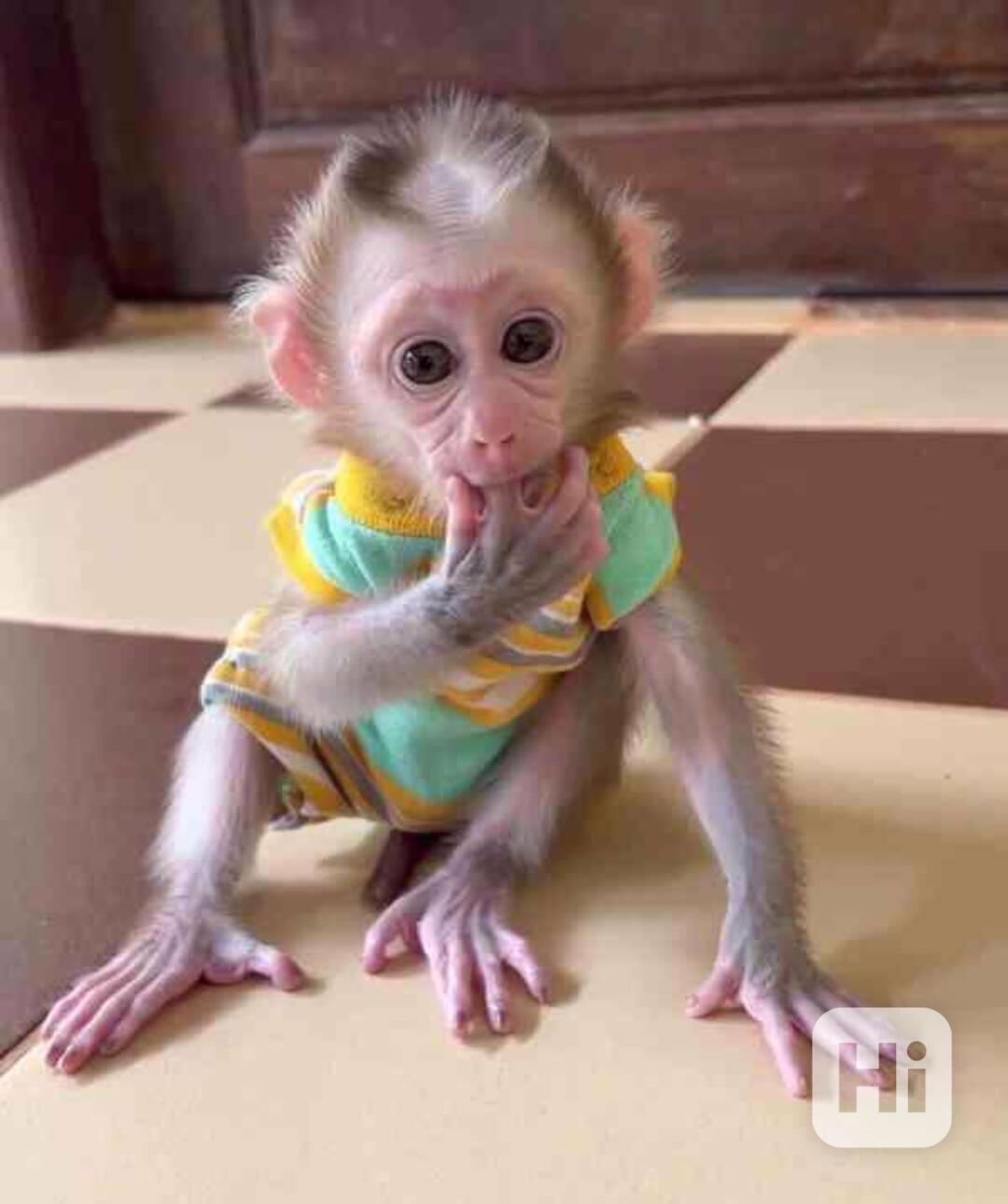 Rozkošný samec a samice kapucínských opic k adopci - foto 1