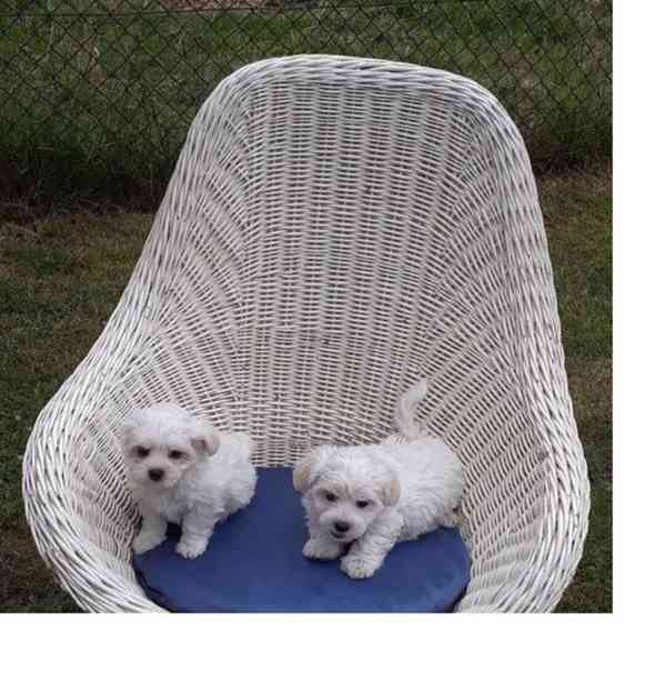 štěňátka maltézáka a fenky k adopci zdarma - foto 1