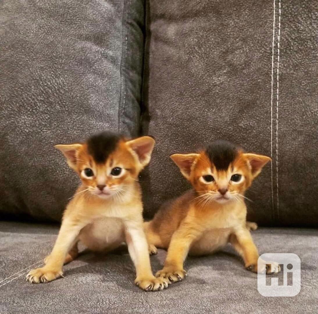 Tato rozkošná habešská koťátka - foto 1