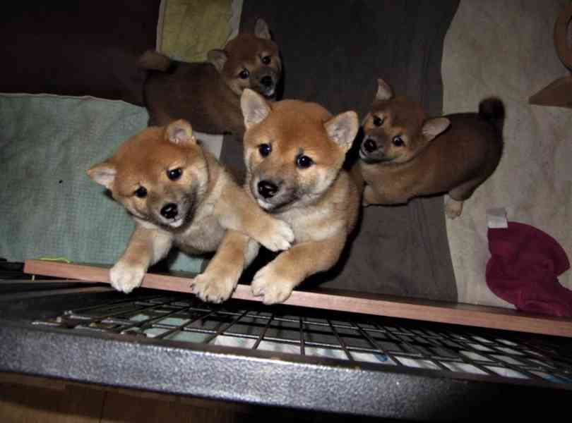 Shiba inu s PP - foto 3