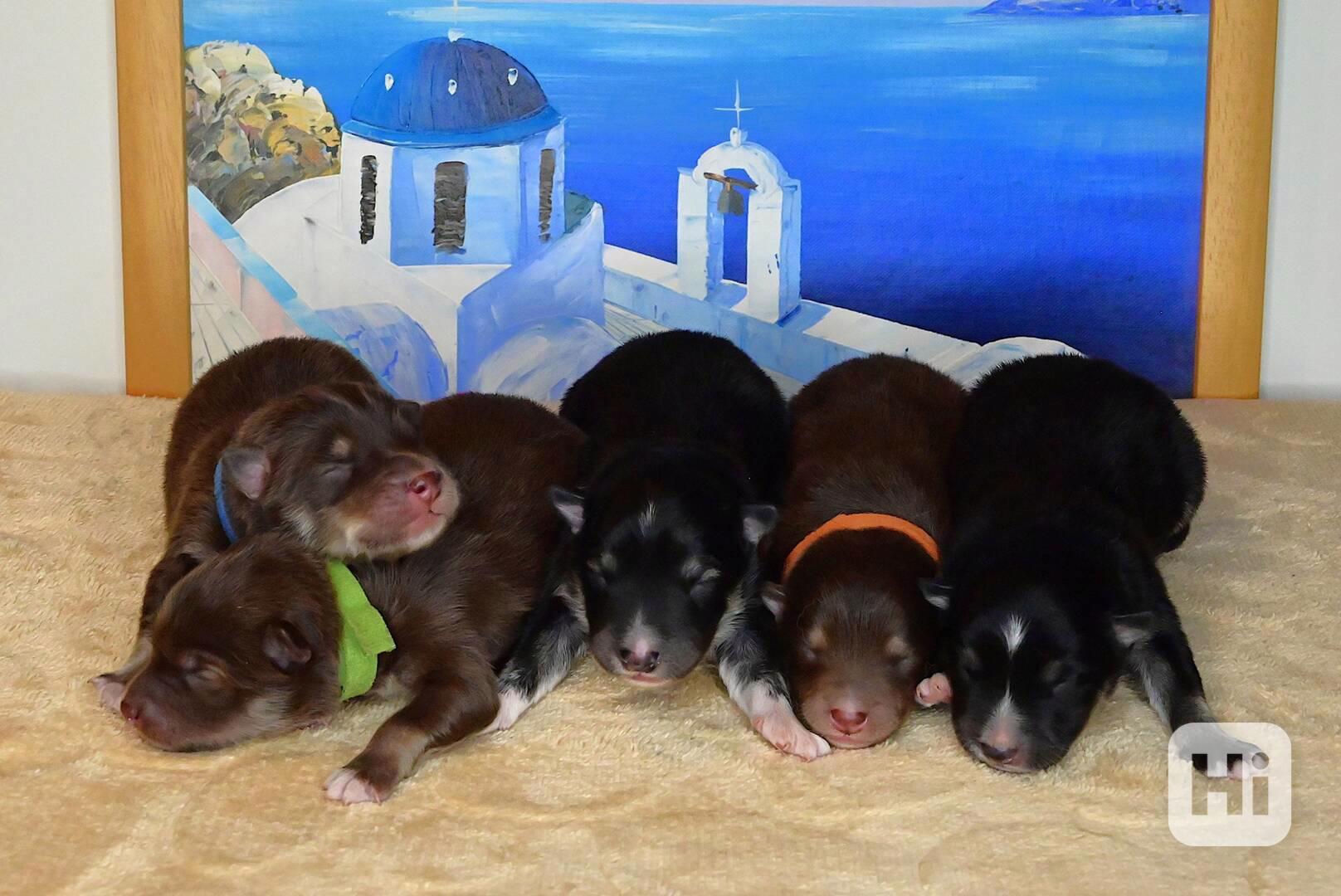 Štěňátka Finské lapinkoiry s PP - foto 1