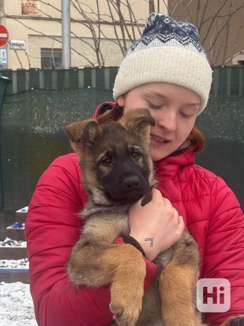 Německý ovčák - foto 1