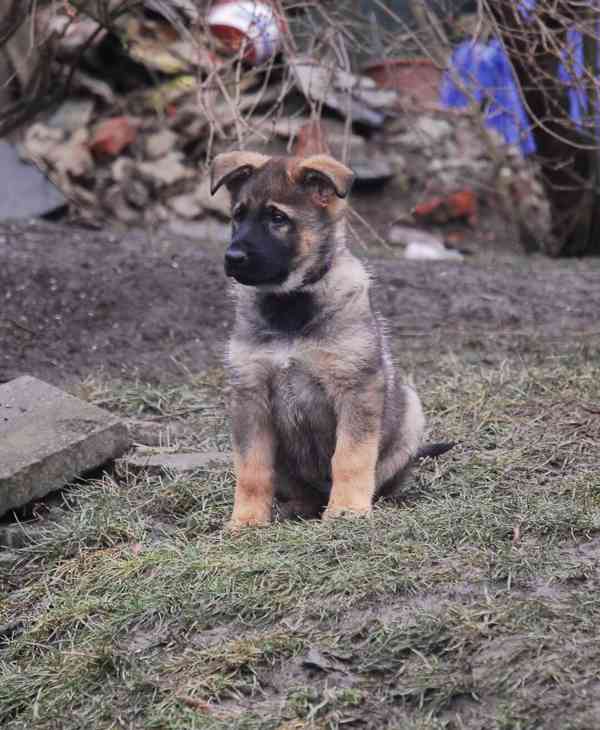 Německý ovčák - foto 5