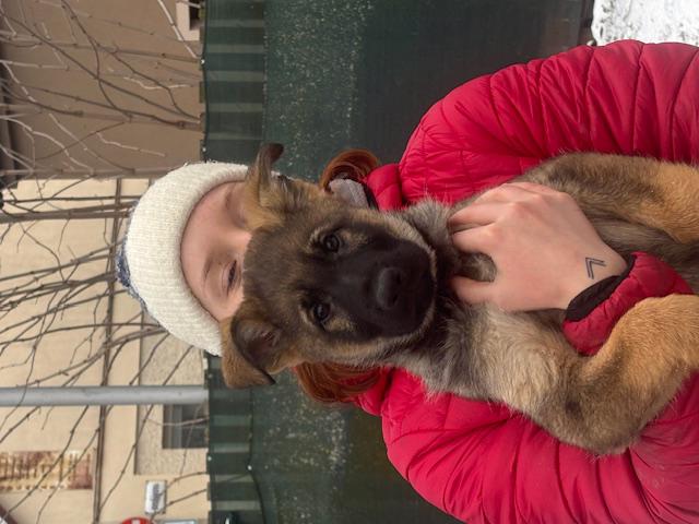 Německý ovčák - foto 2