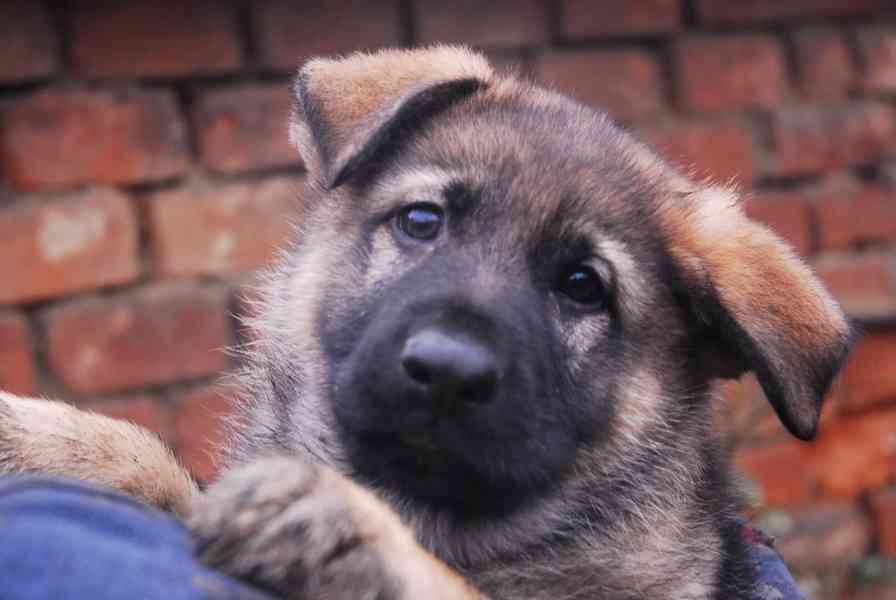 Německý ovčák - foto 7