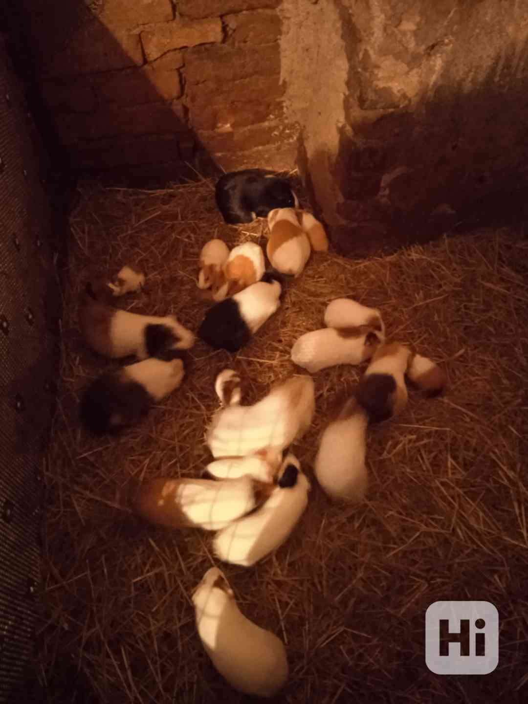 Prodám morčata  - foto 1