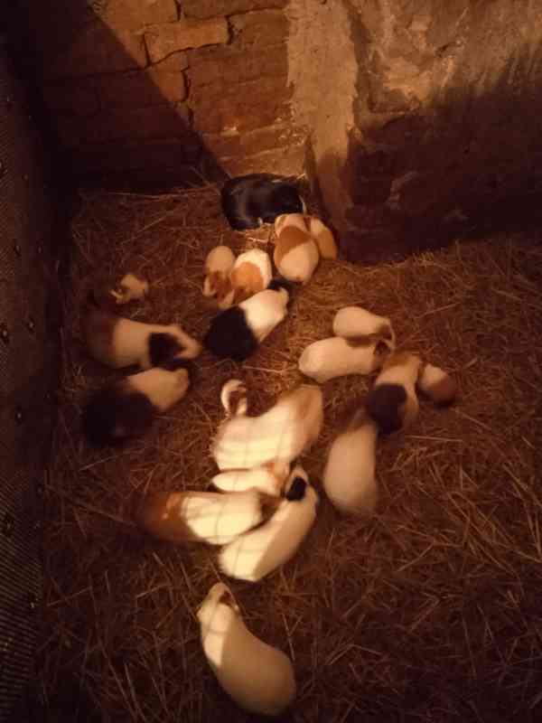 Prodám morčata  - foto 1