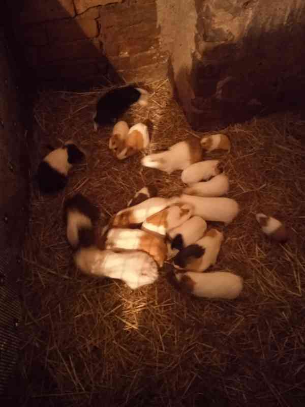 Prodám morčata  - foto 2