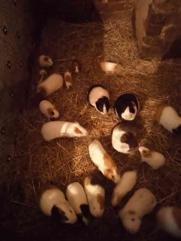 Prodám morčata  - foto 3