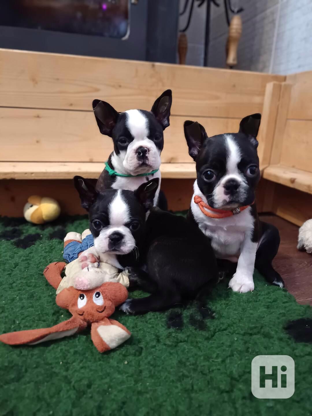 Bostonský teriér - foto 1