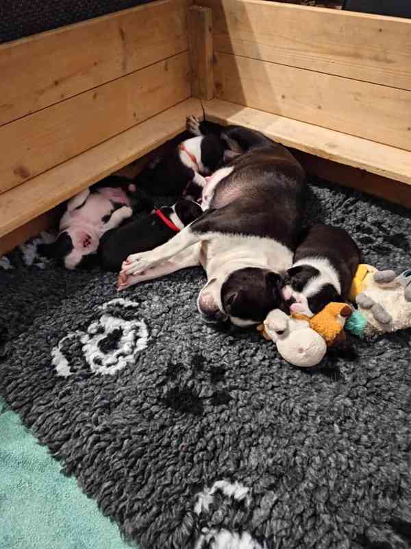 Bostonský teriér - foto 2