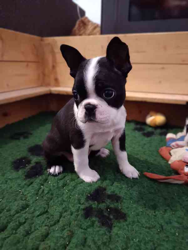 Bostonský teriér - foto 5