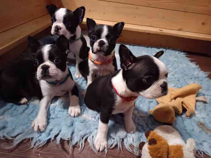 Bostonský teriér - foto 4